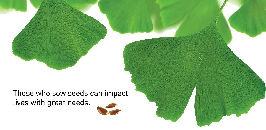 Ginkgo leaf